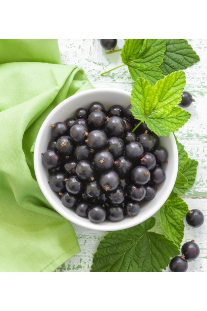 Смородина черная Вернисаж 